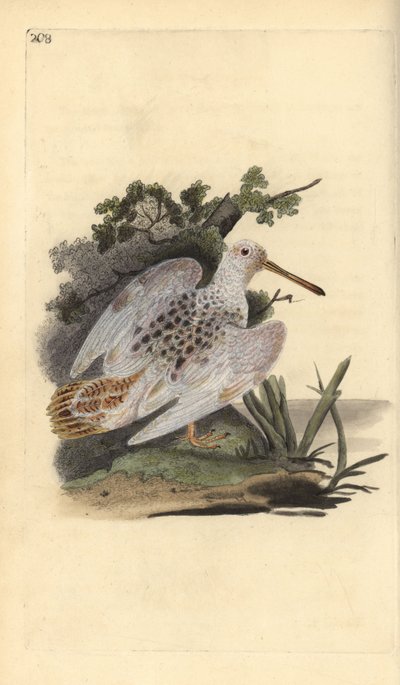 Eurasische Waldschnepfe, Scolopax rusticola. Handkolorierte Kupferplatte von Edward Donovan aus seinem eigenen „Natural History of British Birds“ von Edward Donovan