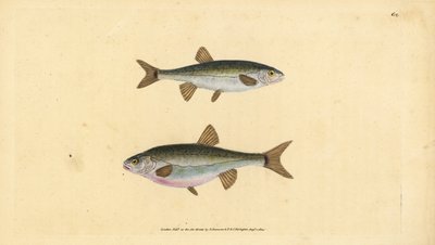 Elritze, Phoxinus phoxinus (Elritze, Cyprinus phoxinus). Handkolorierte Kupferstichzeichnung und -gravur von Edward Donovan aus seiner Natural History of British Fishes, Donovan und F.C. und J. Rivington, London von Edward Donovan