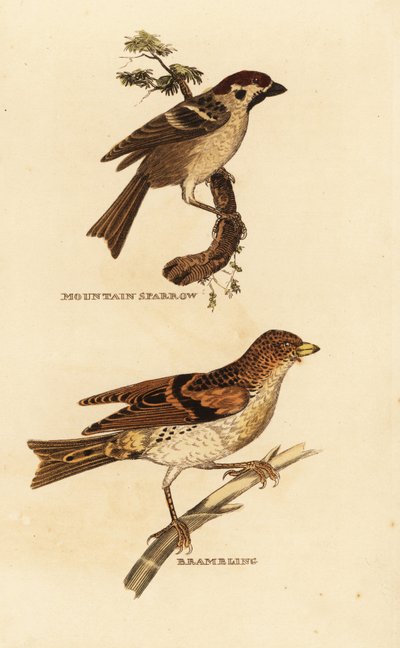 Feldsperling, Passer montanus, und Bergfink, Fringilla montifringilla von Edward Donovan