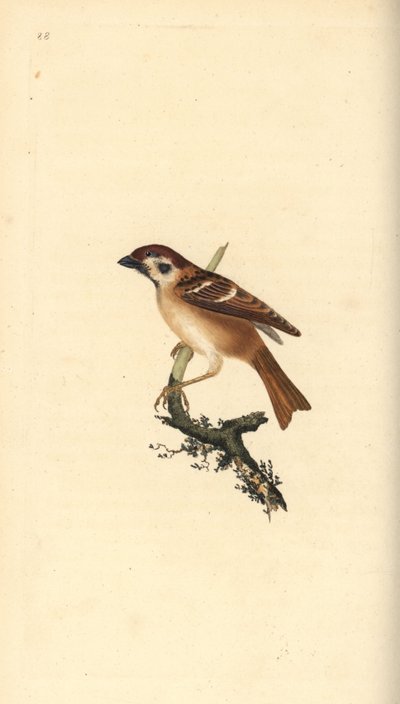 Feldsperling, Passer montanus. Handkolorierter Kupferstich gezeichnet und gestochen von Edward Donovan aus seinem eigenen „Natural History of British Birds“, London von Edward Donovan