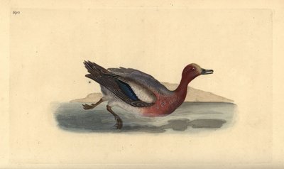 Pfeifente, Anas penelope. Handkolorierte Kupferstichzeichnung und -gravur von Edward Donovan aus seinem eigenen „Natural History of British Birds“, London von Edward Donovan