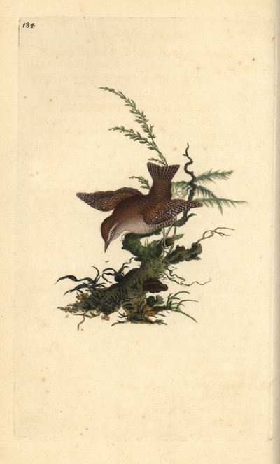 Zaunkönig, Troglodytes troglodytes. Handkolorierter Kupferstich von Edward Donovan aus seiner eigenen „Natural History of British Birds“ (1794-1819) von Edward Donovan