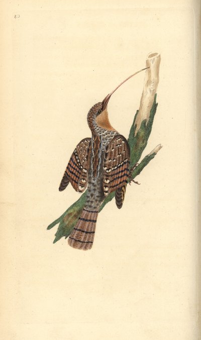 Wendehals, Jynx torquilla. Handkolorierte Kupferstichzeichnung und -gravur von Edward Donovan aus seiner Natural History of British Birds, London von Edward Donovan