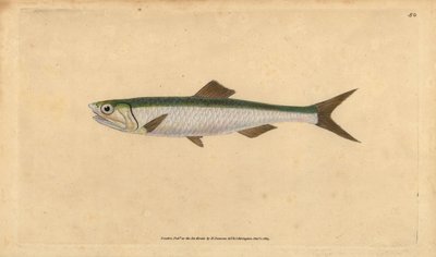 Europäische Sardelle, Engraulis encrasicolus (Sardelle, Clupea encrasicolus). Handkolorierte Kupferplatte gezeichnet und graviert von Edward Donovan aus seiner Natural History of British Fishes, Donovan und F.C. und J. Rivington, London von Edward Donovan