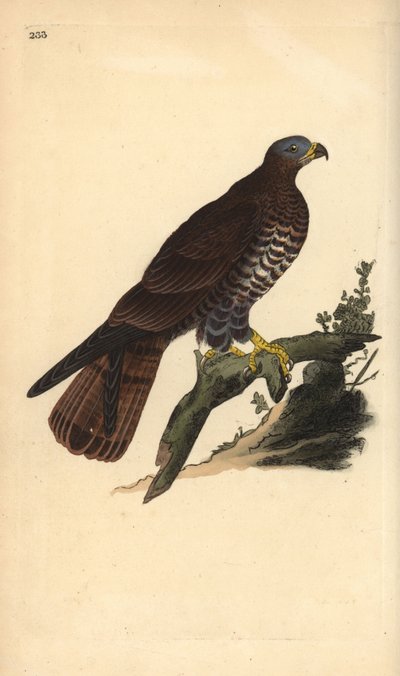 Wespenbussard, Pernis apivorus. Handkolorierte Kupferstich von Edward Donovan aus seiner Natural History of British Birds, London von Edward Donovan