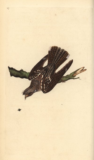 Ziegenmelker, Caprimulgus europaeus. Handkolorierte Kupferstich von Edward Donovan aus seiner Natural History of British Birds, London von Edward Donovan
