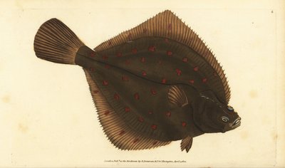 Europäische Scholle, Pleuronectes platessa. Handkolorierte Kupferstichzeichnung und -gravur von Edward Donovan aus seiner „Natural History of British Fishes“, Donovan und F.C. und J. Rivington, London von Edward Donovan