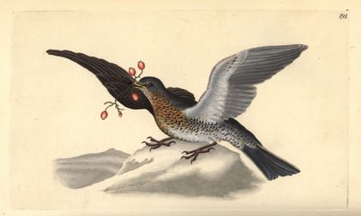 Wacholderdrossel, Turdus pilaris. Handkolorierte Kupferplatte gezeichnet und graviert von Edward Donovan aus seiner eigenen „Natural History of British Birds,“ London von Edward Donovan