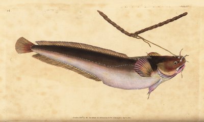 Fünfbärtiger Dorsch, Ciliata mustela (Fünfbärtiger Kabeljau, Gadus mustela) von Edward Donovan