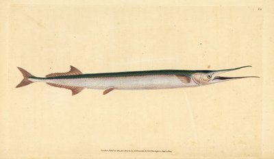 Hornhecht, Belone belone. Handkolorierte Kupferstichzeichnung und -gravur von Edward Donovan aus seiner „Natural History of British Fishes“, Donovan und F.C. und J. Rivington, London von Edward Donovan