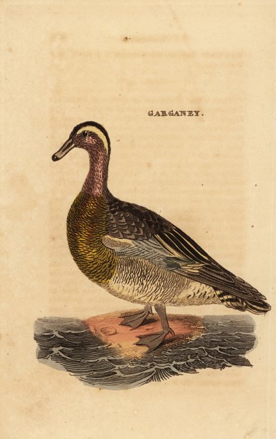 Knäkente, Spatula querquedula, kleine Schwimmente von Edward Donovan