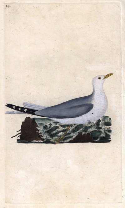 Möwe. Larus canus. Kupferstich von Edward Donovan, veröffentlicht in Histoire naturelle des oiseaux britanniques, London von Edward Donovan