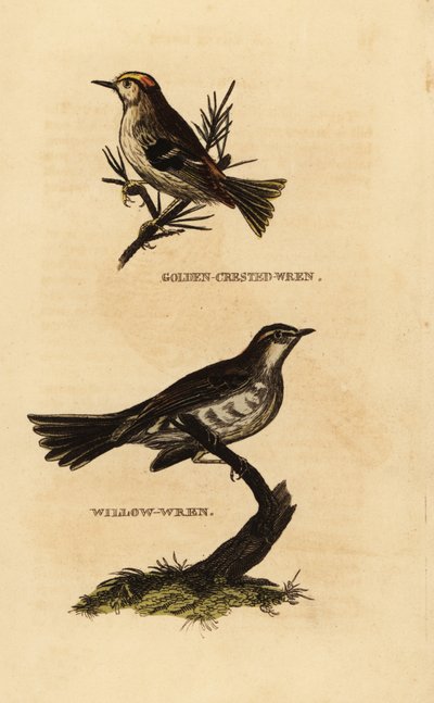 Wintergoldhähnchen, Regulus regulus, und Fitis, Phylloscopus trochilus von Edward Donovan