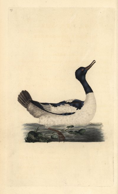 Gänsesäger, Mergus merganser. Handkolorierte Kupferstichzeichnung und -gravur von Edward Donovan aus seiner Natural History of British Birds, London von Edward Donovan