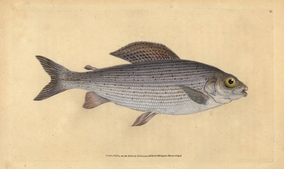 Äsche, Thymallus thymallus. Handkolorierte Kupferstichzeichnung und -gravur von Edward Donovan aus seiner „Natural History of British Fishes“ von Edward Donovan