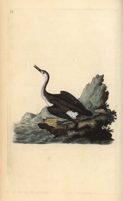 Eistaucher (Gavia immer). Handkolorierter Kupferstich von Edward Donovan aus seinem Werk „Natural History of British Birds“, London von Edward Donovan