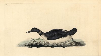 Eistaucher, Gavia immer. Handkolorierter Kupferstich von Edward Donovan aus seiner eigenen „Natural History of British Birds“, London von Edward Donovan