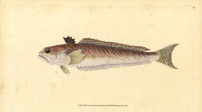 Großer Petermännchen, Trachinus draco (Großer Petermännchen oder Stichbulle, Trachinus major). Handkolorierter Kupferstich von Edward Donovan aus seiner „Natural History of British Fishes“, Donovan und F.C. und J. Rivington, London von Edward Donovan