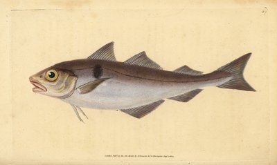 Schellfisch, Melanogrammus aeglefinus (Gadus aeglefinus). Gefährdet. Handkolorierte Kupferstichzeichnung und -gravur von Edward Donovan aus seiner Natural History of British Fishes, Donovan und F.C. und J. Rivington, London von Edward Donovan