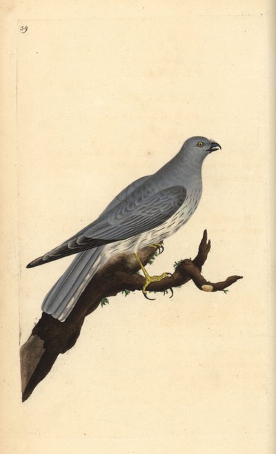 Kornweihe, Circus cyaneus. Handkolorierte Kupferplatte gezeichnet und graviert von Edward Donovan aus seiner eigenen „Natural History of British Birds,“ London von Edward Donovan