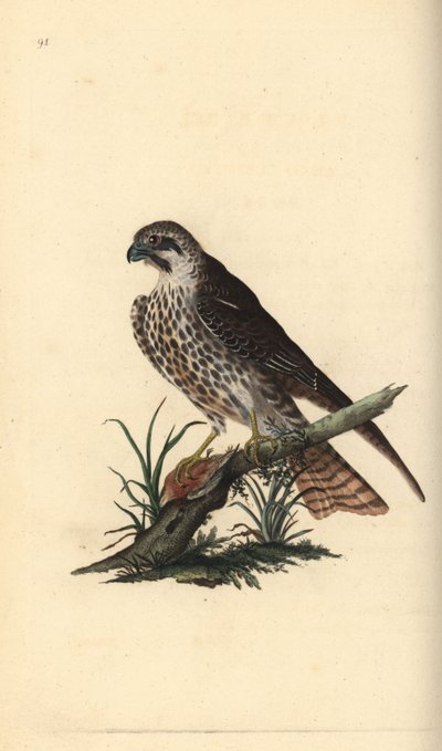 Baumfalke, Falco subbuteo, mit einem Fuß auf einem toten Vogel. Handkolorierte Kupferstichzeichnung und -gravur von Edward Donovan aus seiner „Natural History of British Birds“ von Edward Donovan