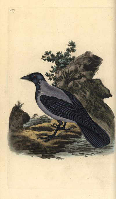 Nebelkrähe, Corvus cornix. Handkolorierter Kupferstich gezeichnet und gestochen von Edward Donovan aus seinem eigenen „Natural History of British Birds“, London von Edward Donovan
