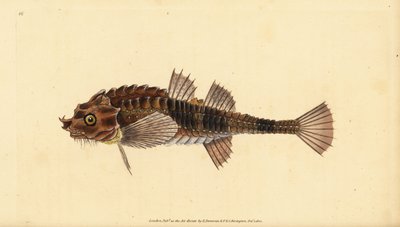 Hakennase, Agonus cataphractus (Pogge oder gepanzerter Stierkopf, Cottus cataphractus). Handkolorierte Kupferplatte gezeichnet und graviert von Edward Donovan aus seiner Naturgeschichte der britischen Fische, Donovan und F.C. und J. Rivington, London von Edward Donovan