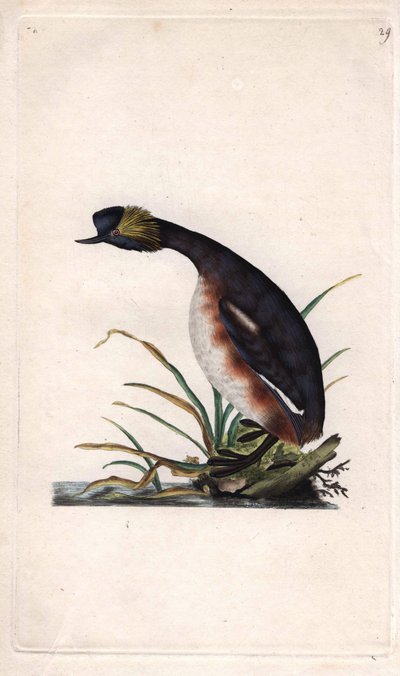 Ohrentaucher. Podiceps auritus (Colymbus auritus). Kupferstich von Edward Donovan (1768-1837), veröffentlicht in Naturgeschichte der britischen Vögel, London von Edward Donovan