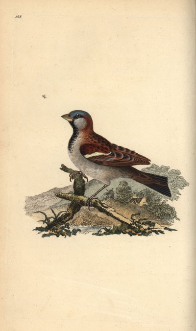 Haussperling, Pour domesticus. Handkolorierter Kupferstich von Edward Donovan aus seiner eigenen „Natural History of British Birds“, London von Edward Donovan