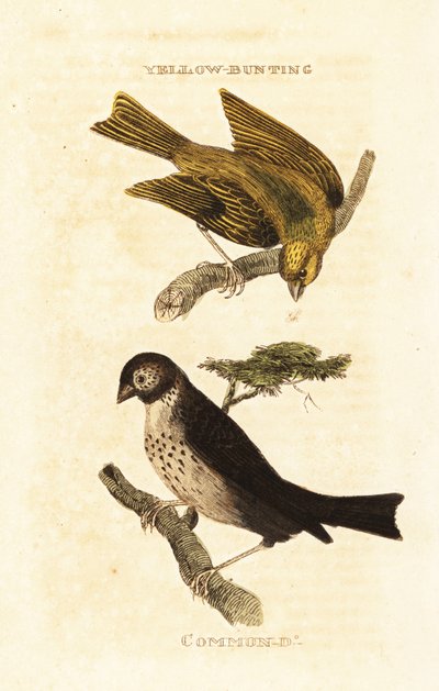 Japanammer, Emberiza sulphurata und Grauammer, Emberiza calandra von Edward Donovan