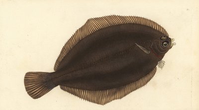 Zitronenbutt, Microstomus kitt. Handkolorierte Kupferstichzeichnung und -gravur von Edward Donovan aus seiner „Natural History of British Fishes“, Donovan und F.C. und J. Rivington, London von Edward Donovan
