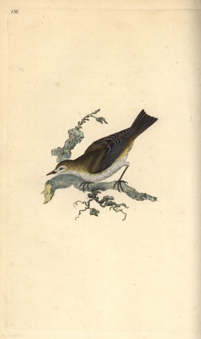 Klappergrasmücke, Sylvia curruca. Handkolorierter Kupferstich gezeichnet und gestochen von Edward Donovan aus seinem eigenen „Natural History of British Birds“, London von Edward Donovan