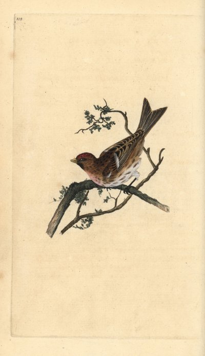 Kleine Birkenzeisig (Carduelis cabaret). Handkolorierter Kupferstich von Edward Donovan aus seinem Werk „Natural History of British Birds“, London von Edward Donovan