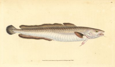 Lengfisch, Molva molva (Gadus molva). Handkolorierter Kupferstich von Edward Donovan aus seiner „Natural History of British Fishes“, Donovan und F.C. und J. Rivington, London von Edward Donovan