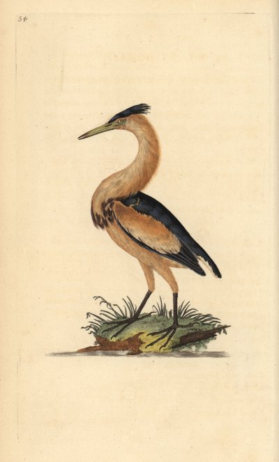 Zwergdommel, Ixobrychus minutus. Handkolorierte Kupferplatte gezeichnet und graviert von Edward Donovan aus seiner Natural History of British Birds, London von Edward Donovan