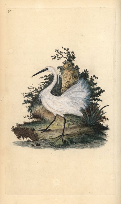 Seidenreiher, Egretta garzetta. Handkolorierte Kupferplatte gezeichnet und graviert von Edward Donovan aus seiner eigenen „Natural History of British Birds,“ London von Edward Donovan