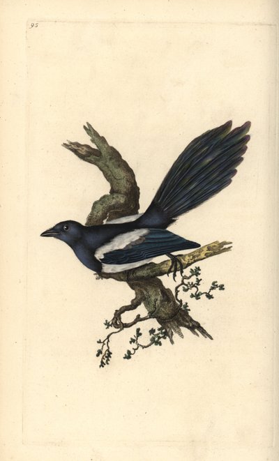 Elster, Pica pica. Handkolorierte Kupferstichzeichnung und -gravur von Edward Donovan aus seiner „Natural History of British Birds“ von Edward Donovan