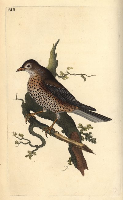 Misteldrossel, Turdus viscivorus. Handkolorierter Kupferstich von Edward Donovan aus seiner eigenen „Natural History of British Birds“, London von Edward Donovan