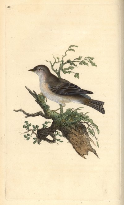 Orpheusgrasmücke, Sylvia hydrtensis. Handkolorierte Kupferstich von Edward Donovan aus seiner Natural History of British Birds, London von Edward Donovan