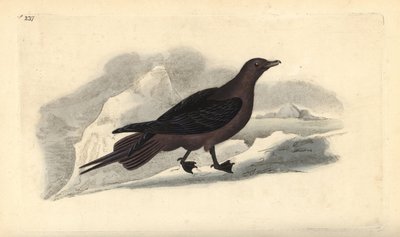 Schmarotzerraubmöwe, Stercorarius parasiticus. Handkolorierte Kupferstichzeichnung und -gravur von Edward Donovan aus seiner Natural History of British Birds, London von Edward Donovan