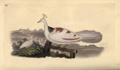 Pfauenfuß, Pavo cristatus, Weibchen mit Jungen. Handkolorierter Kupferstich von Edward Donovan aus seiner eigenen „Natural History of British Birds“, London von Edward Donovan