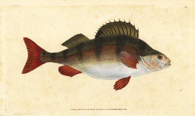 Flussbarsch, Perca fluviatilis. Handkolorierte Kupferstichzeichnung und -gravur von Edward Donovan aus seiner Natural History of British Fishes, Donovan und F.C. und J. Rivington, London von Edward Donovan