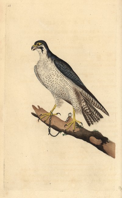 Wanderfalke, Falco peregrinus, an einen Ast gekettet. Handkolorierte Kupferstich von Edward Donovan aus seiner Natural History of British Birds, London von Edward Donovan