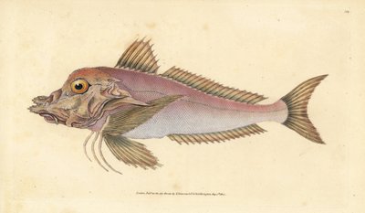Piper, Trigla lyra. Handkolorierte Kupferstichzeichnung und -gravur von Edward Donovan aus seiner „Natural History of British Fishes“, Donovan und F.C. und J. Rivington, London von Edward Donovan