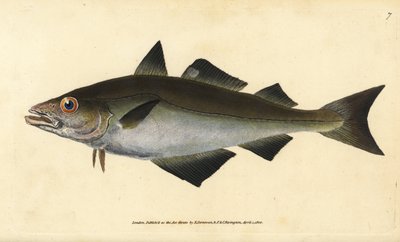 Pollack, Pollachius pollachius. Handkolorierte Kupferstichzeichnung und -gravur von Edward Donovan aus seiner „Natural History of British Fishes“ von Edward Donovan