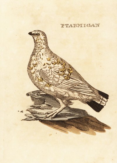 Moorschneehuhn oder Weißwild, Lagopus lagopus von Edward Donovan