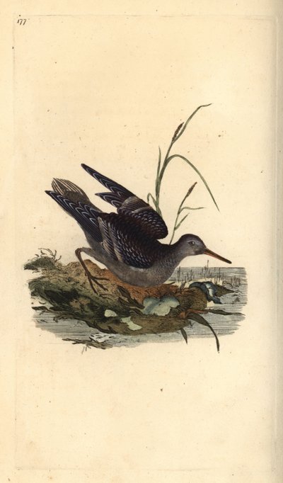 Meerstrandläufer, Calidris maritima von Edward Donovan