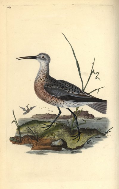 Zwergstrandläufer, Numenius minutus. Handkolorierte Kupferstichzeichnung und -gravur von Edward Donovan aus seinem eigenen „Natural History of British Birds“, London von Edward Donovan