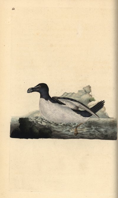 Tordalk, Alca torda. Handkolorierte Kupferstich von Edward Donovan aus seiner Natural History of British Birds, London von Edward Donovan