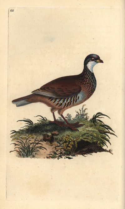 Rothuhn, Alectoris rufa. Handkolorierte Kupferstichgravur aus „Natural History of British Birds“ von Edward Donovan von Edward Donovan